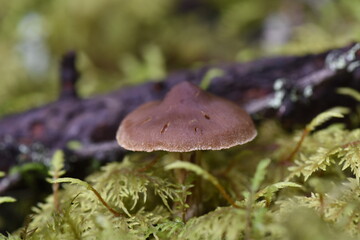 Small mushroom in Glacier National Park, Montana