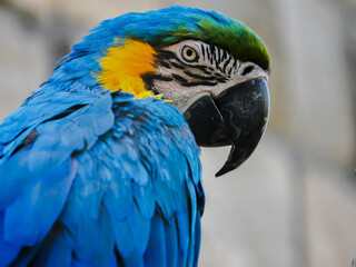 Portrait of a blue and yellow macaw