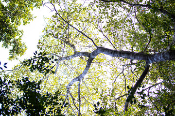 branches against the sky