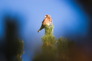 Bec-croisé des sapins