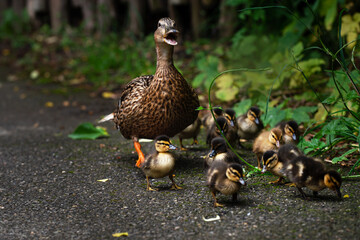 An adult wild duck leads its chicks and ducklings along the road.