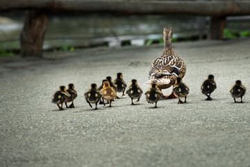 An adult wild duck is walking ahead, followed by her chicks and ducklings along the road.