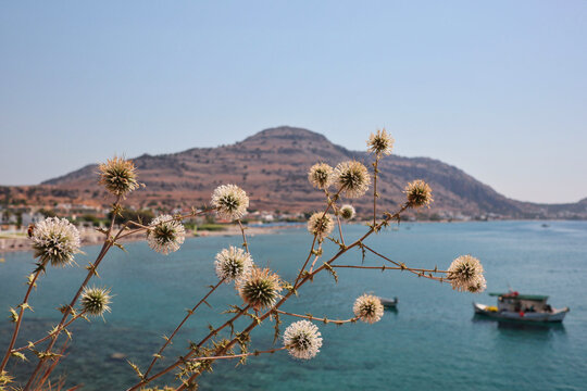 Echinops Spinosissimus with Boat, Aegean Sea and Mountain during Daytime. Beautiful Day,  Wildflower, Scenic View, Blue Sky.