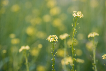 yellow flowers in the meadow