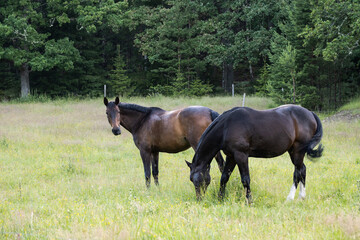 horses in the field