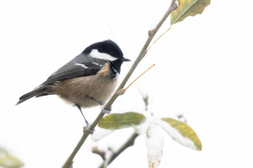 Mésange noire