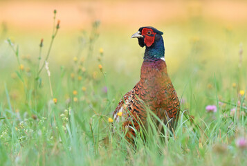 Wild male pheasant standing in a grass