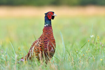 Wild male pheasant standing in a grass