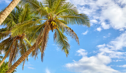 Coconut palm tree, summer vacation concept.
