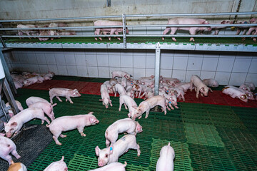 Moderne Ferkelerzeugung - Ferkel in einem Ferkelaufzuchtstall mit zusätzlichem Balkon.