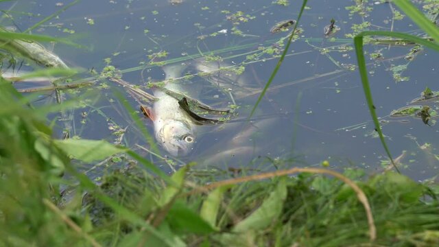 dead fish in the water. ecological catastrophy. pollution of rivers, lakes, ponds
