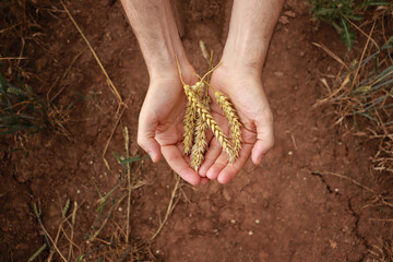 Male hands hold ripe wheat ears. Perfect background for agriculture and organic wheat harvest.