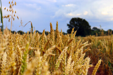 Landscaped background with a wheat field ready for harvest. Ripe ears of wheat grown with organic farming techniques.