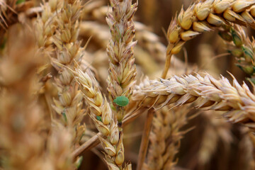 Green stink bug on ears of wheat. Problematic agricultural pest.