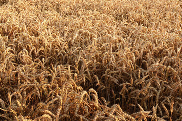 A wheat field is ready for harvest. Ripe ears of wheat grown with organic farming techniques.