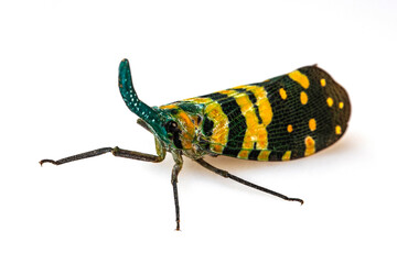 The fulgorid bug (Planthopper)  isolated on white background.