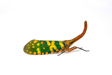 The fulgorid bug (Planthopper)  isolated on white background.
