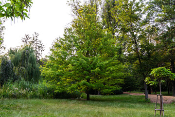 tree in the park