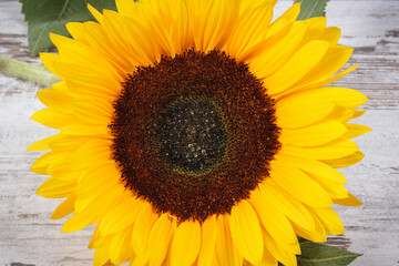 Beautiful and vibrant yellow sunflower on rustic board. Decoration and summer time