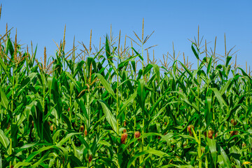 Fototapeta premium green corn field on blue sky