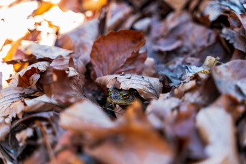 Common Toad, Bufo bufo, hidden in leaves