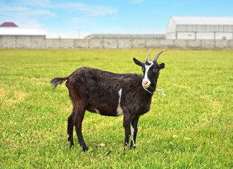 Obraz premium Goat On A Green Meadow