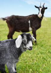 Obraz premium Baby goat with his mother on a rural farm