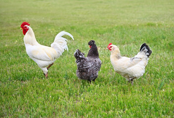 A rooster with chickens graze on the green lawn