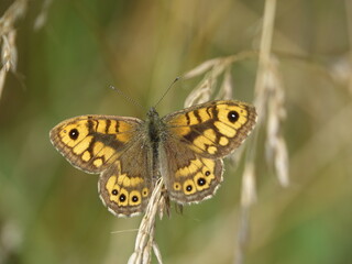 wall brown butterfly (Lasiommata megera)