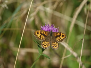 Obraz premium wall brown butterfly (Lasiommata megera)