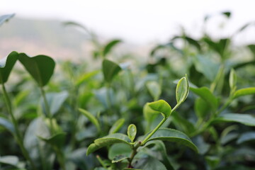 Fototapeta na wymiar Green tea leaves in a tea plantation Closeup, Top of Green tea leaf in the morning
