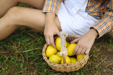 Fresh yellow ripe lemons on tree. Growing Lemon with Basket full of lemon  in farm.