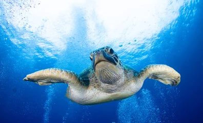 Fotobehang Close up crop of Green Sea Turtle face smiling for camera in  Indonesia Ocean © JohanAbdullah