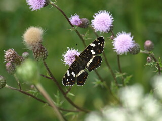 Motyl na kwiatku - 450109002