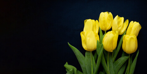Flowers composition. Frame made of yellow tulips on blue background