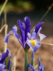 Iris dans un jardin 
