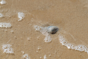 Muschel Herzmuschel Cardiidae Strand Sand Meer Welle Wasser Brandung Schaum Bläschen nass grau Nordsee Nationalpark Wattenmeer Sylt Hörnum Tide Gezeiten Ebbe Flut Naturschutzgebiet Deutschland Küste 