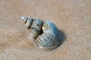 Wellhornschnecke Buccinum undatum Strand Sand Meer Welle Wasser nass grau Nordsee Schneckenhaus...