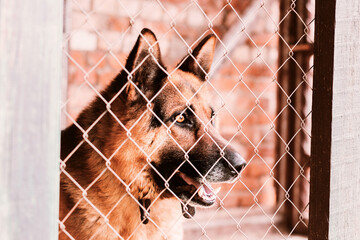 Young shepherd dog looking above chain link in its doghouse. Close up portrait of sheepdog