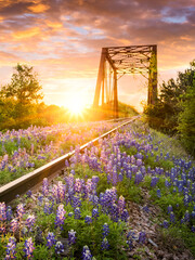 Texas bluebonnets on railway track - 450110458