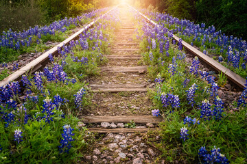 Railway track with bluebonnet flowers - 450110487