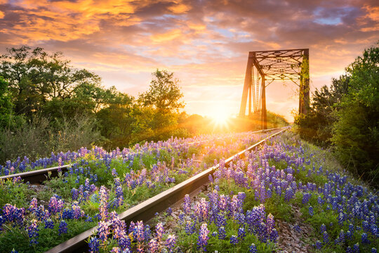 Sunset over railway bluebonnet flowers
