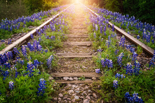Railway track with bluebonnet flowers