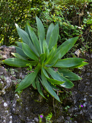 Agave de la Biosfera El Cielo