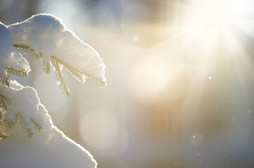 Snow covered spruce tree branches backlight by the low angle sun. Selective focus and shallow depth of field.