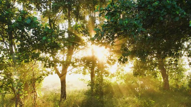 Misty peacful scenic morning in summer countryside area. Gold soft magic sunrise sun rays transparenting through branches of green trees, thick milky white fog in background. 4K video footage