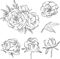 Elegant outline sketching of peony flowers, vector illustration, seamless pattern