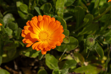 linda margarida laranja isolada em um fundo cheio de folhas verdes