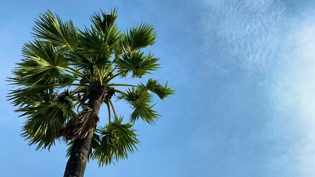 A green palm tree, behind a bright sky with thin clouds background in summer time ,Borassus flabellifer palm trees against blue sky