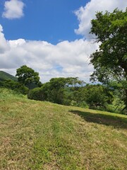 grass and sky